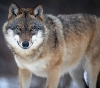 Замовити картину Дикий вовк на полотні - Арт.42536 - каталог Тварини